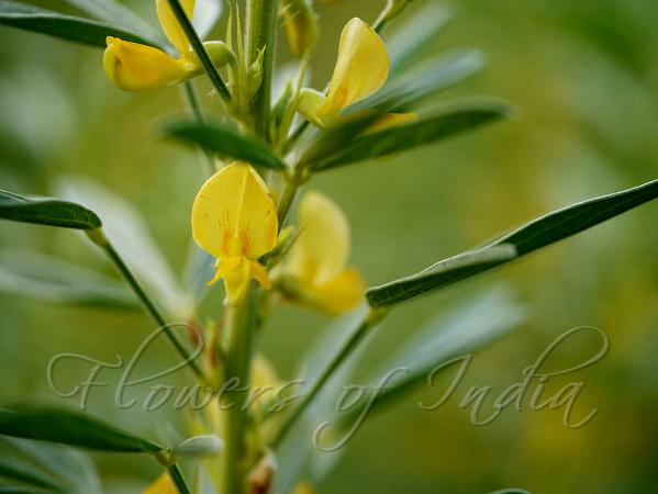 Silky Pigeonpea